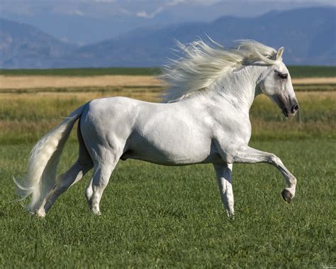 Gray Equestrian