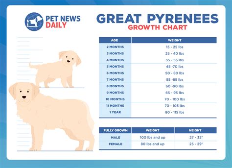 Great Pyrenees Size Chart