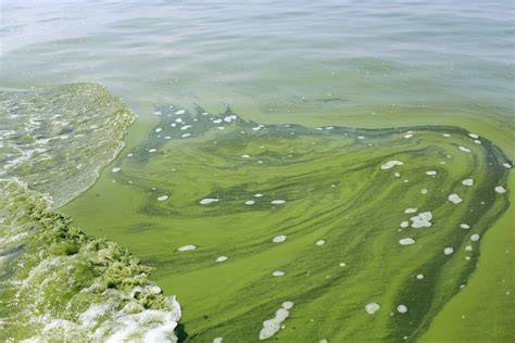 Green Algae