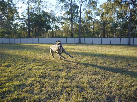 Greenbank Boarding Kennels & Cattery