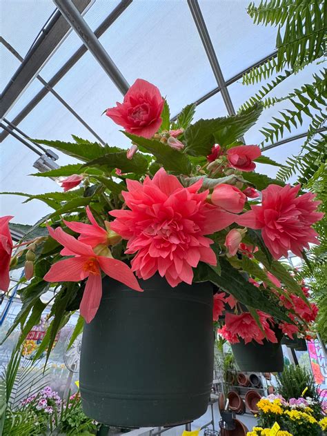 Greiss Flower Design 