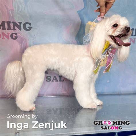 Grooming Salong & Academia Kivimurru 45, 11411 Tallinn