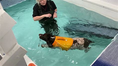 Groovy Grooming and Snazzy swimmers canine hydrotherapy centre