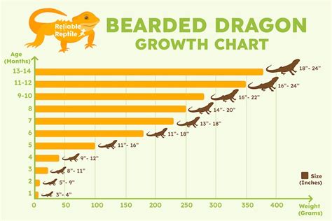 Growth Chart For Bearded Dragons