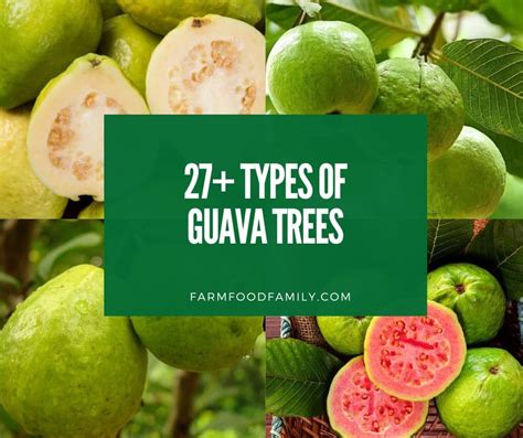 Guava Tree By Devansh Divyaveer