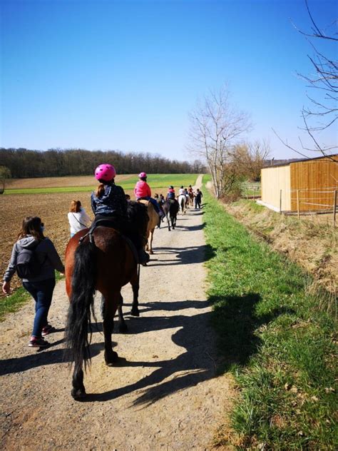 HARAS DU MILLE à Val-de-Moder