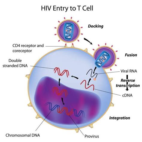 HIV attacking T cells
