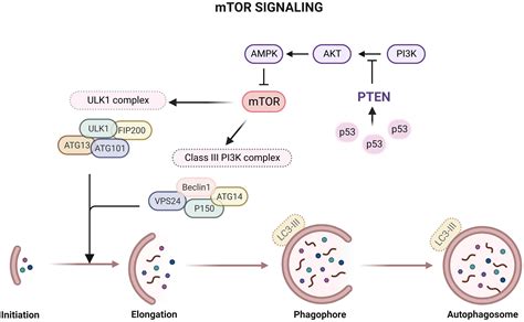 download HRPAP20 in Ovarian Cancer and Its Regulation of AP-2 in Breast Cancer