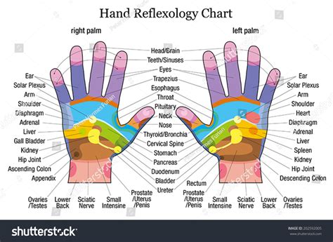 Hand Chart For Reflexology