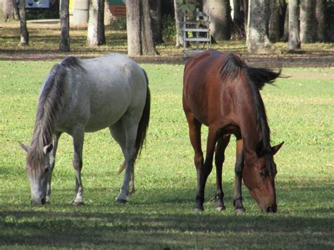 Haras des Chesnaies - Elevage et vente de chevaux et poneys de sport à Onans