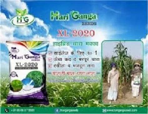 Hari ganga hybrid seeds Hisar