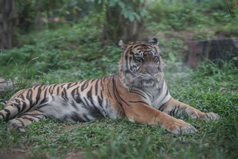 Harimau