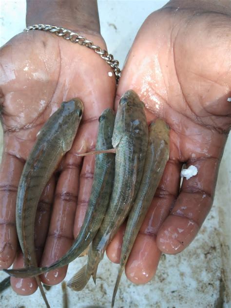 Harshitha fish seeds