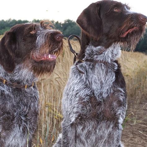Hartperry German Wirehaired Pointers