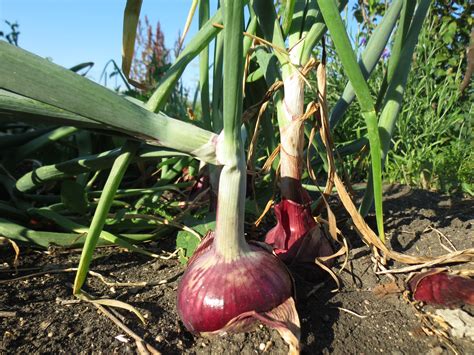 Harvesting Red onions
