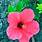 Hawaii-State-Flower
