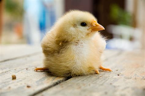Healthy Chicks