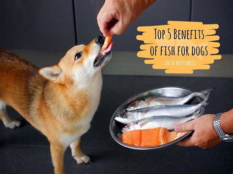 Healthy fish for dogs
