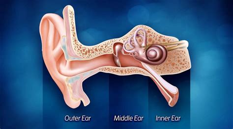 Hearing ear