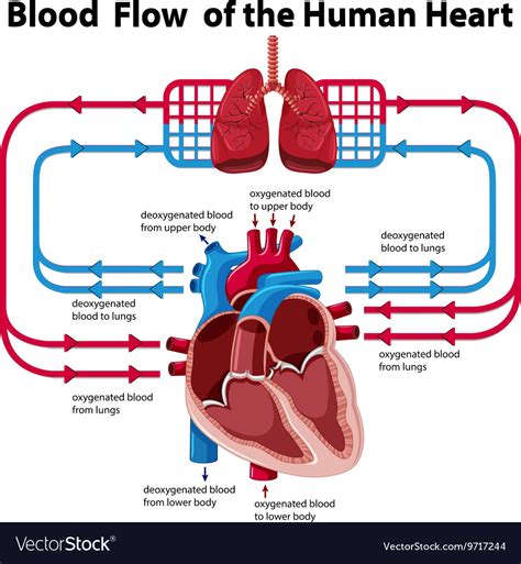 Heart Blood Circulation Flow Chart
