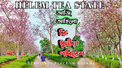 Helem Tea Estate