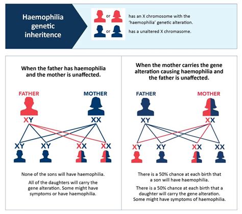 Hemophilia Inheritance Chart
