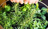 Herb Garden Mini DIY