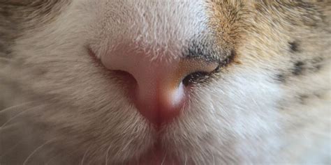 Hidung Kucing