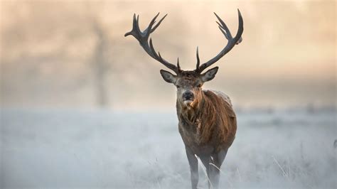 Hirsch & Zavagno à Toulouse