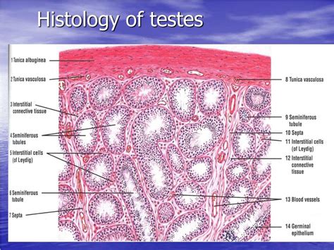 download Histology flashcards: The male reproductive system