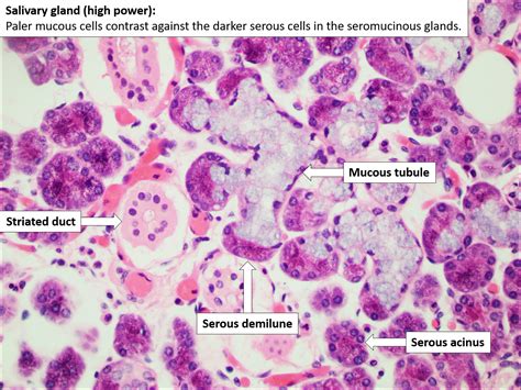download Histopathology of the Salivary Glands