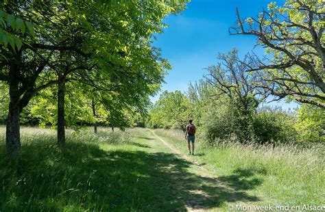Hochenfeld à Bouxwiller