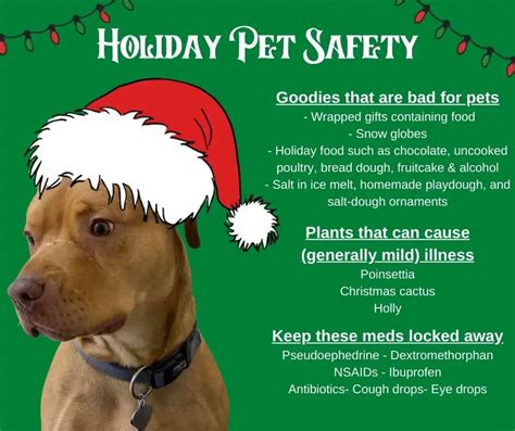 Holiday pet and homesafe security