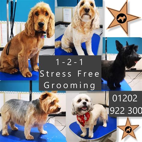 Hollywoof Dog Grooming