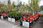 Home Depot Trees Sale