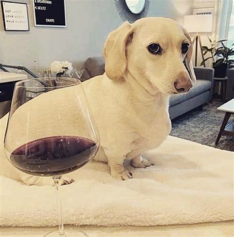 Homophobic Dog Template