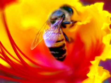 Honey Bee Lens Photography Banbridge