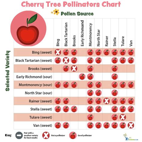 Honeycrisp Pollination Chart