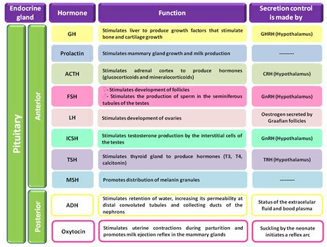 Hormones Chart And Their Functions