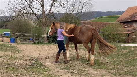 Horse Timing à Chanas
