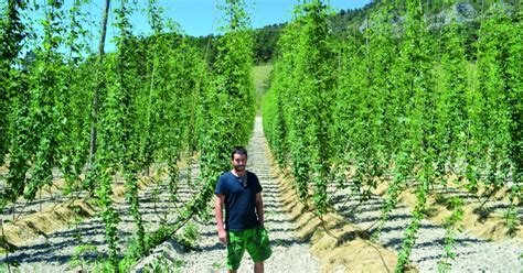 Houblon Bio Diois à Boulc