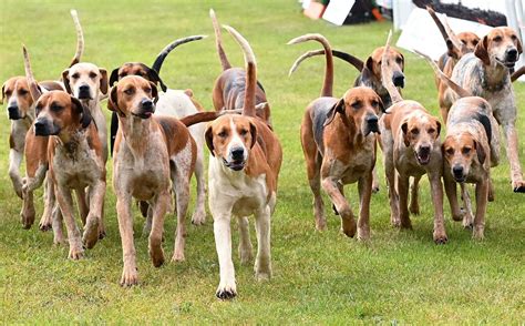 Hounds & Bounds Paws Paddock secure dog field