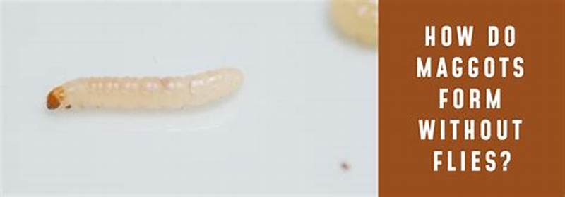 How Do Maggots Form In Closed Containers