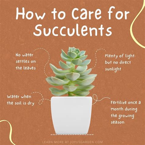 How Do You Care For Succulents