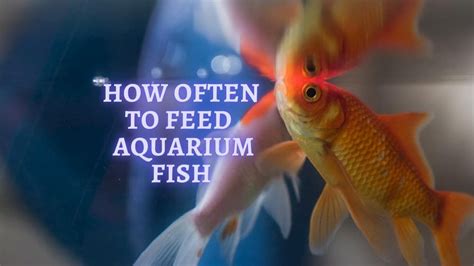 How Often to Feed Fish