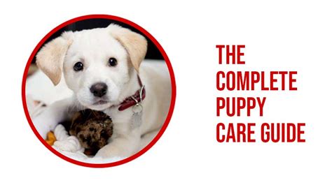 How To Care For A Puppy