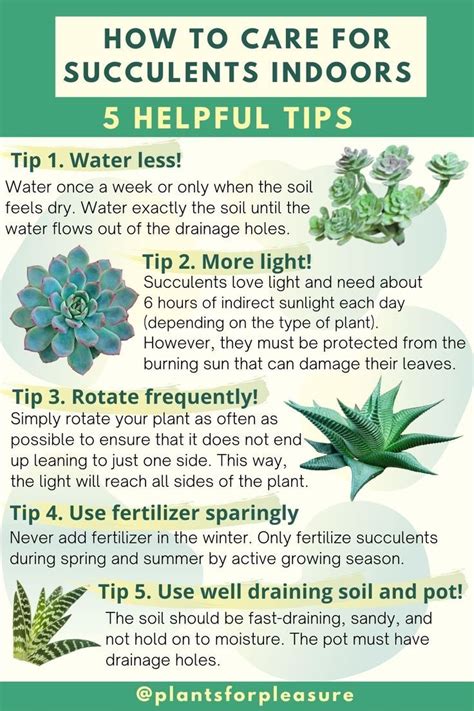How To Care For A Succulent