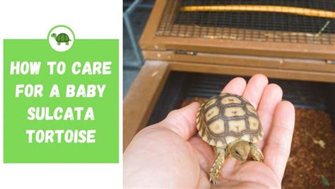 How To Care For A Tortoise