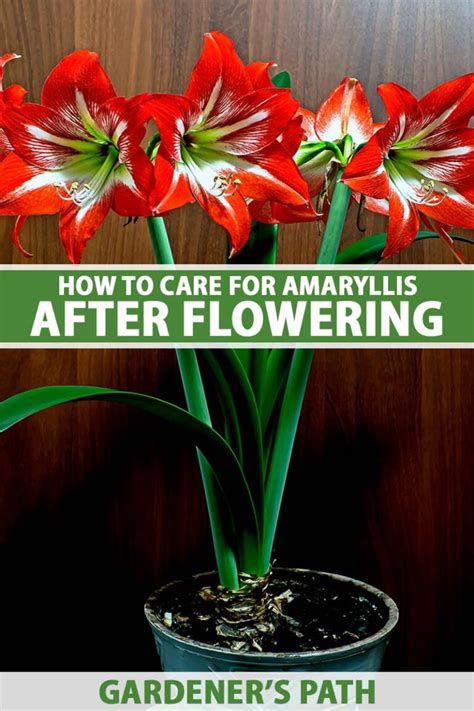 How To Care For Amaryllis
