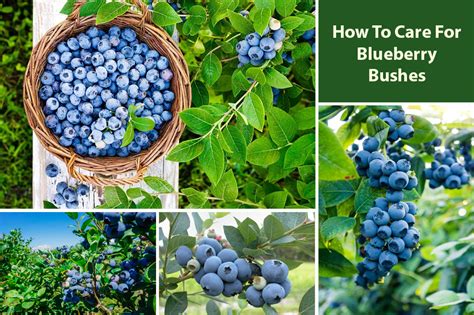 How To Care For Blueberry Bushes